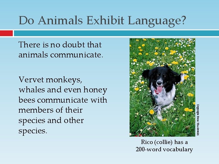 Do Animals Exhibit Language? There is no doubt that animals communicate. Copyright Baus/ Kreslowski Do Animals Exhibit Language? There is no doubt that animals communicate. Copyright Baus/ Kreslowski