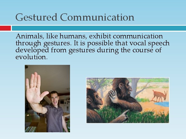 Gestured Communication Animals, like humans, exhibit communication through gestures. It is possible that vocal Gestured Communication Animals, like humans, exhibit communication through gestures. It is possible that vocal