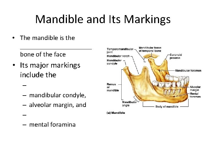 Mandible and Its Markings • The mandible is the ___________ bone of the face