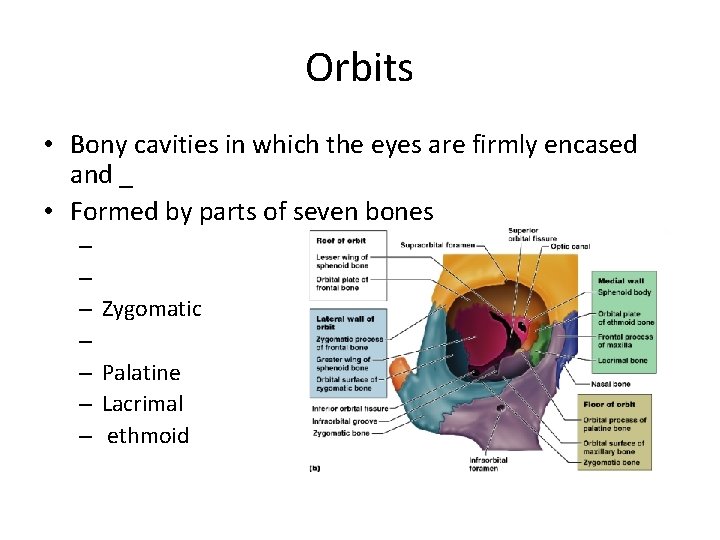 Orbits • Bony cavities in which the eyes are firmly encased and _ •