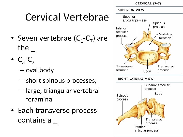 Cervical Vertebrae • Seven vertebrae (C 1 -C 7) are the _ • C