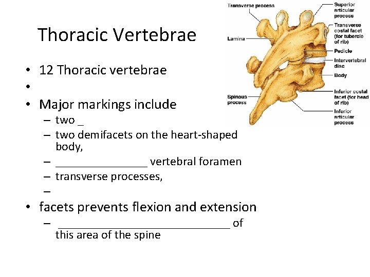Thoracic Vertebrae • 12 Thoracic vertebrae • • Major markings include – two _
