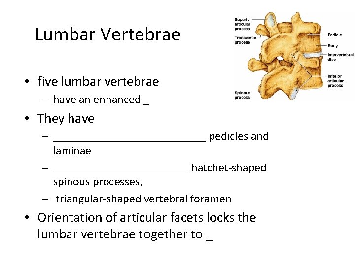 Lumbar Vertebrae • five lumbar vertebrae – have an enhanced _ • They have
