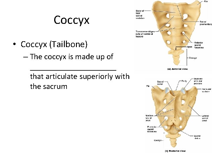 Coccyx • Coccyx (Tailbone) – The coccyx is made up of ___________ that articulate