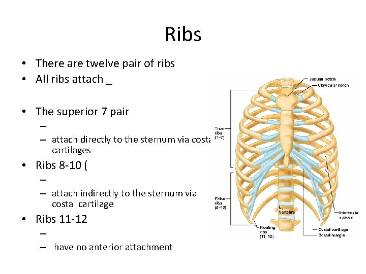 Ribs • There are twelve pair of ribs • All ribs attach _ •
