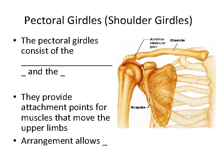 Pectoral Girdles (Shoulder Girdles) • The pectoral girdles consist of the __________ _ and