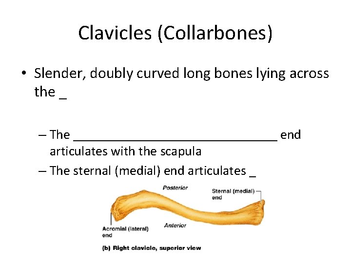 Clavicles (Collarbones) • Slender, doubly curved long bones lying across the _ – The