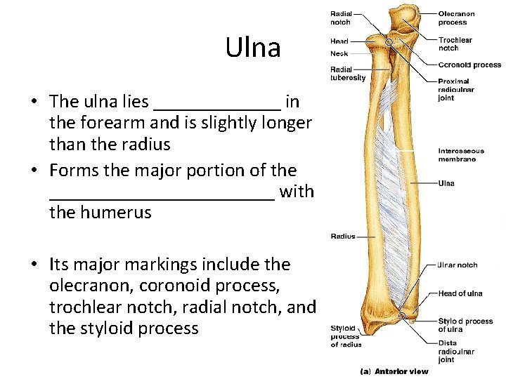 Ulna • The ulna lies _______ in the forearm and is slightly longer than