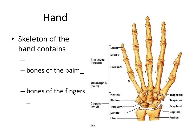 Hand • Skeleton of the hand contains – – bones of the palm_ –