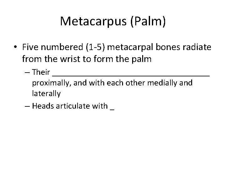 Metacarpus (Palm) • Five numbered (1 -5) metacarpal bones radiate from the wrist to
