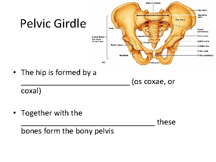 Pelvic Girdle • The hip is formed by a _____________ (os coxae, or coxal)