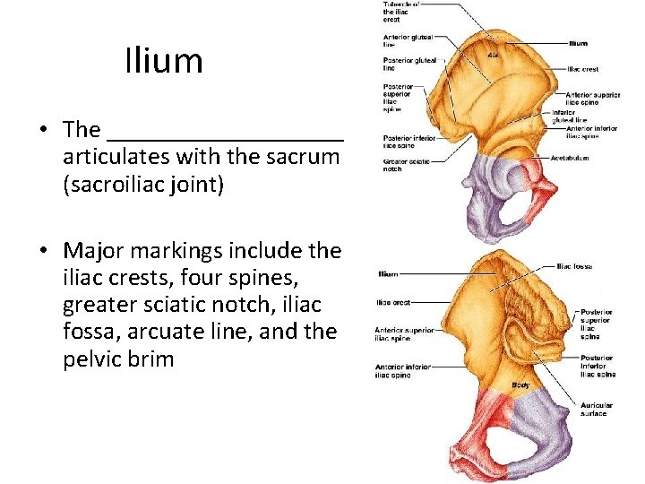 Ilium • The __________ articulates with the sacrum (sacroiliac joint) • Major markings include