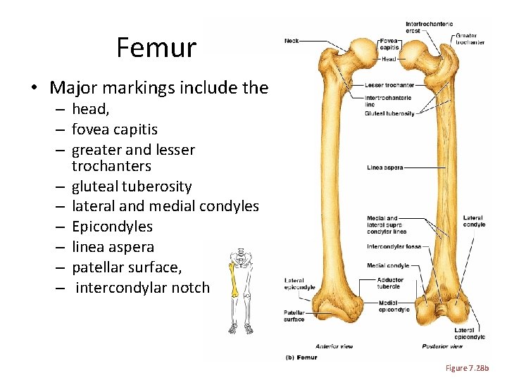 Femur • Major markings include the – head, – fovea capitis – greater and
