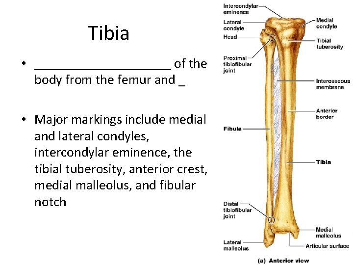 Tibia • __________ of the body from the femur and _ • Major markings
