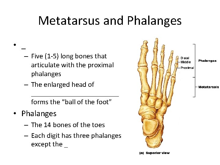 Metatarsus and Phalanges • _ – Five (1 -5) long bones that articulate with