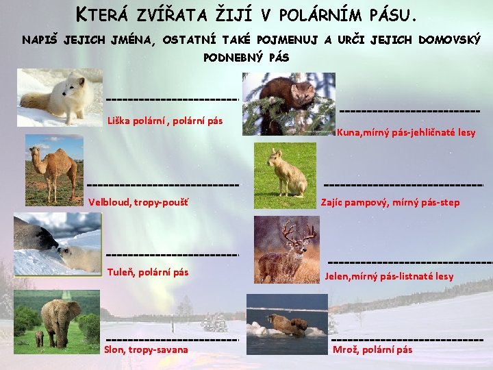 KTERÁ ZVÍŘATA ŽIJÍ V POLÁRNÍM PÁSU. NAPIŠ JEJICH JMÉNA, OSTATNÍ TAKÉ POJMENUJ A URČI