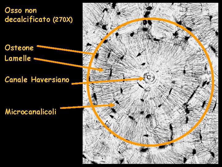 Osso non decalcificato (270 X) Osteone Lamelle Canale Haversiano Microcanalicoli Osso non decalcificato (270 X) Osteone Lamelle Canale Haversiano Microcanalicoli