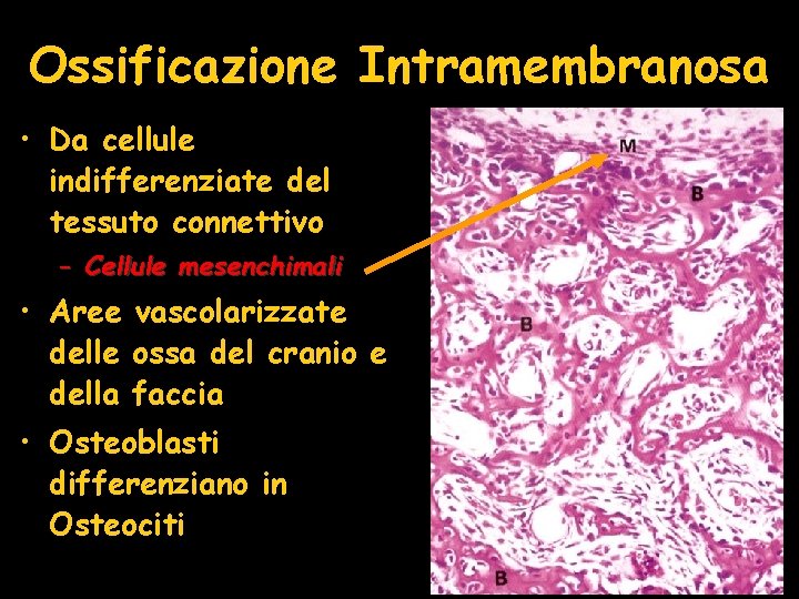Ossificazione Intramembranosa • Da cellule indifferenziate del tessuto connettivo – Cellule mesenchimali • Aree Ossificazione Intramembranosa • Da cellule indifferenziate del tessuto connettivo – Cellule mesenchimali • Aree