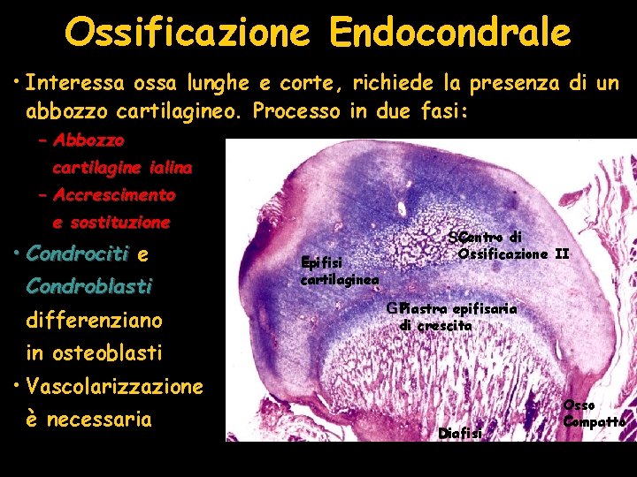 Ossificazione Endocondrale • Interessa ossa lunghe e corte, richiede la presenza di un abbozzo Ossificazione Endocondrale • Interessa ossa lunghe e corte, richiede la presenza di un abbozzo
