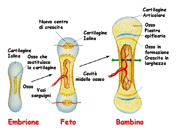 Cartilagine Articolare Nuovo centro di crescita Cartilagine Ialina Osso che sostituisce la cartilagine Osso Cartilagine Articolare Nuovo centro di crescita Cartilagine Ialina Osso che sostituisce la cartilagine Osso
