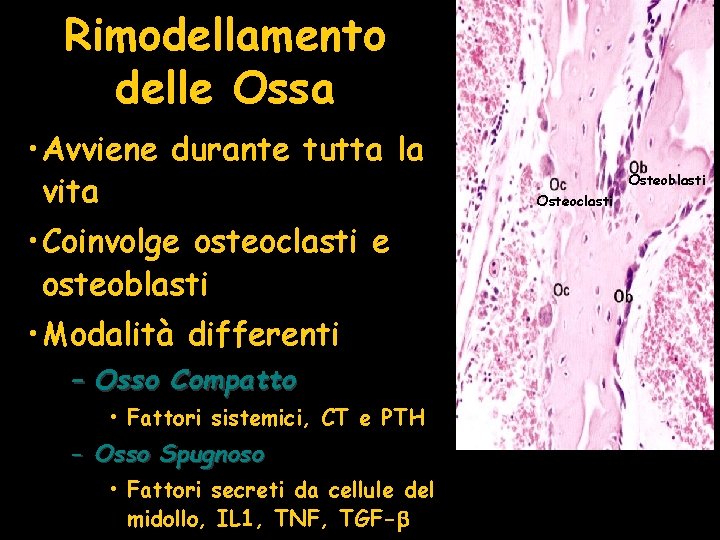 Rimodellamento delle Ossa • Avviene durante tutta la vita • Coinvolge osteoclasti e osteoblasti Rimodellamento delle Ossa • Avviene durante tutta la vita • Coinvolge osteoclasti e osteoblasti
