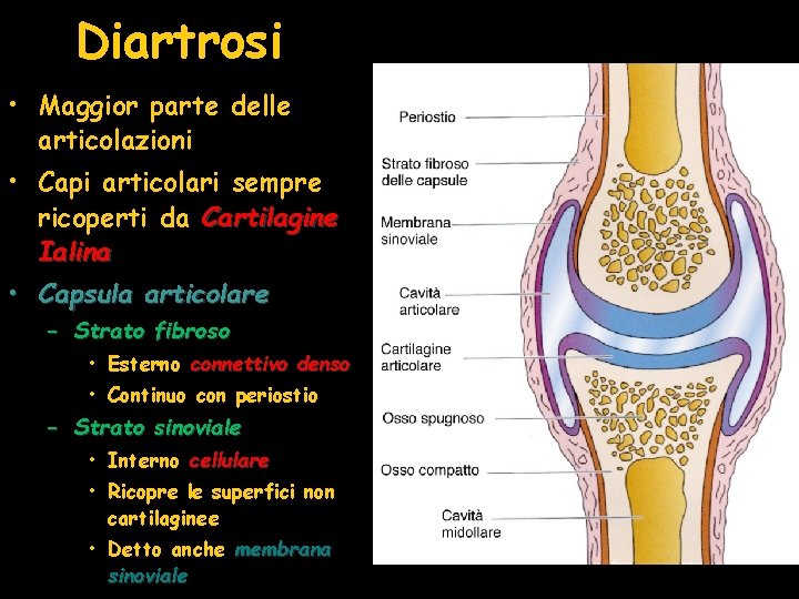 Diartrosi • Maggior parte delle articolazioni • Capi articolari sempre ricoperti da Cartilagine Ialina Diartrosi • Maggior parte delle articolazioni • Capi articolari sempre ricoperti da Cartilagine Ialina