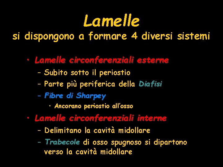 Lamelle si dispongono a formare 4 diversi sistemi • Lamelle circonferenziali esterne – Subito Lamelle si dispongono a formare 4 diversi sistemi • Lamelle circonferenziali esterne – Subito