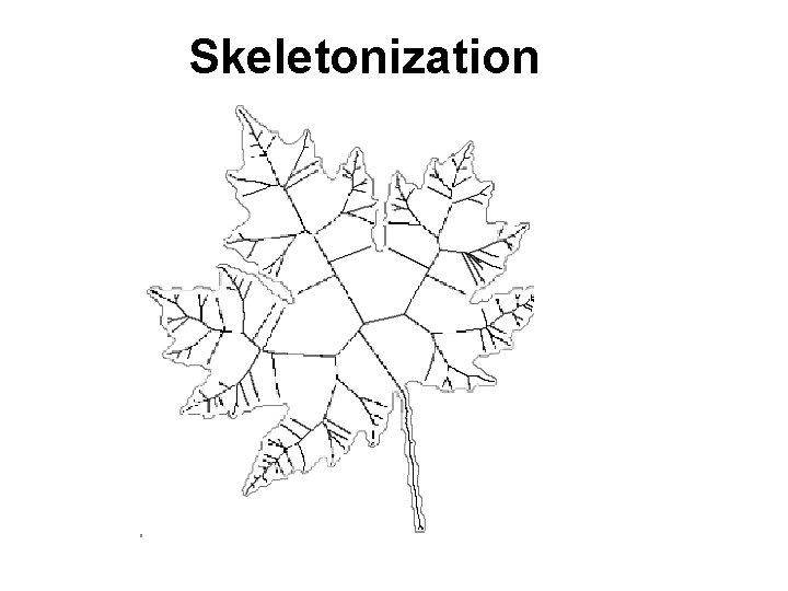 Skeletonization 