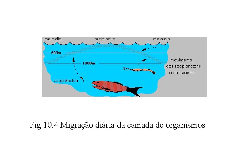 Fig 10. 4 Migração diária da camada de organismos 