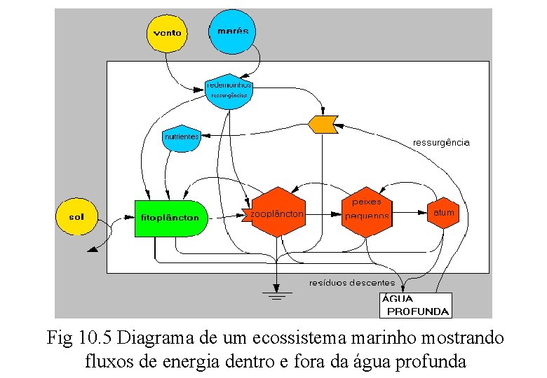 Fig 10. 5 Diagrama de um ecossistema marinho mostrando fluxos de energia dentro e