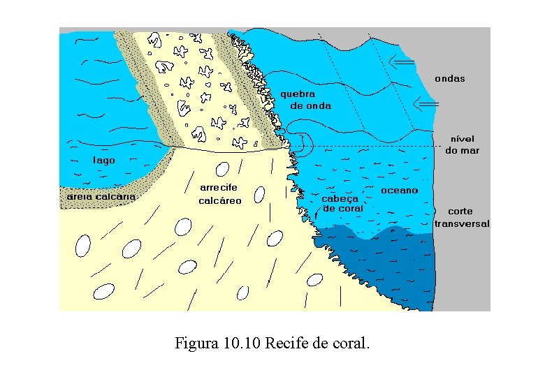 Figura 10. 10 Recife de coral. 