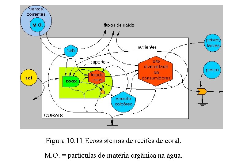 Figura 10. 11 Ecossistemas de recifes de coral. M. O. = partículas de matéria