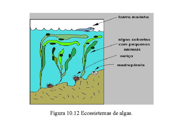 Figura 10. 12 Ecossistemas de algas. 
