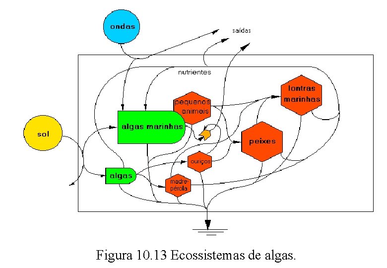 Figura 10. 13 Ecossistemas de algas. 