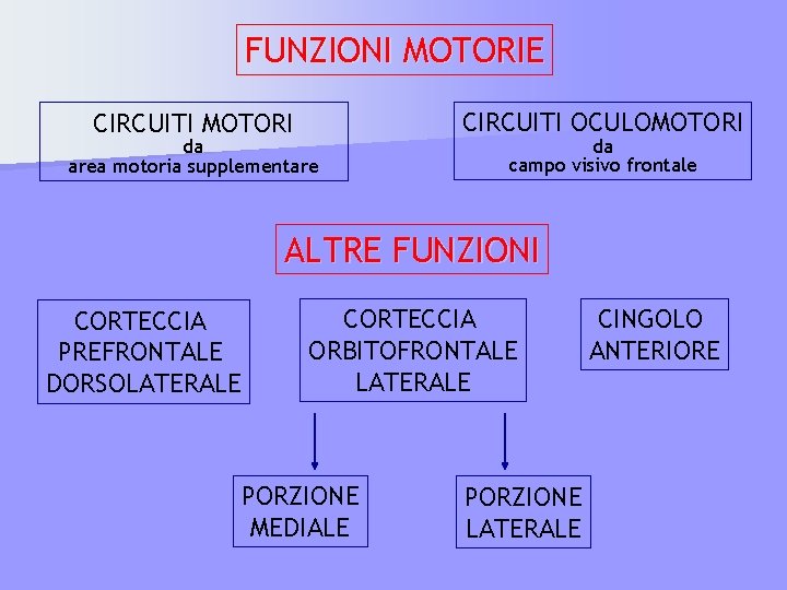 FUNZIONI MOTORIE CIRCUITI MOTORI da area motoria supplementare CIRCUITI OCULOMOTORI da campo visivo frontale