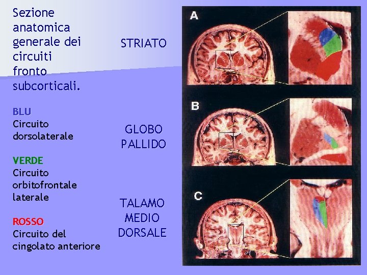 Sezione anatomica generale dei circuiti fronto subcorticali. BLU Circuito dorsolaterale VERDE Circuito orbitofrontale laterale