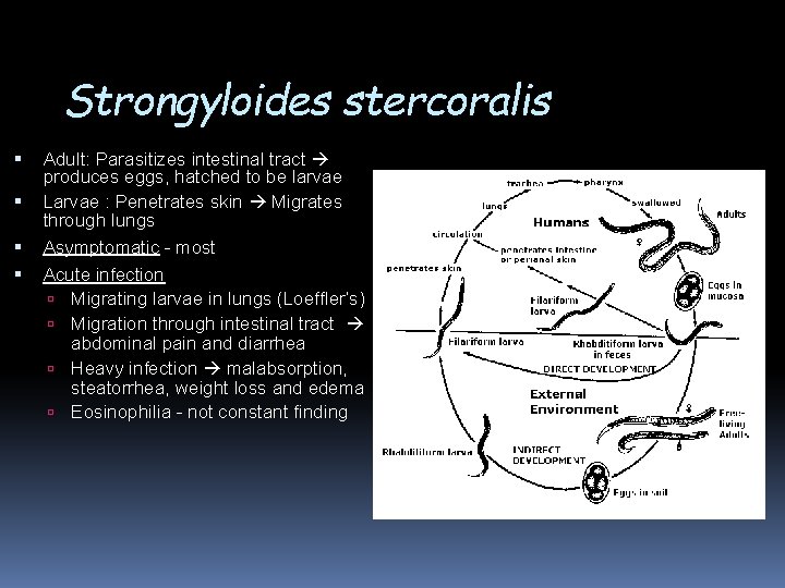 Strongyloides stercoralis Adult: Parasitizes intestinal tract produces eggs, hatched to be larvae Larvae :