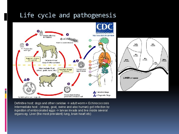 Life cycle and pathogenesis Definitive host: dogs and other canidae adult worm = Echinococcosis