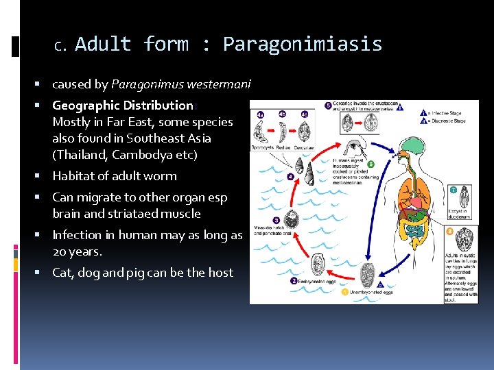 C. Adult form : Paragonimiasis caused by Paragonimus westermani Geographic Distribution: Mostly in Far