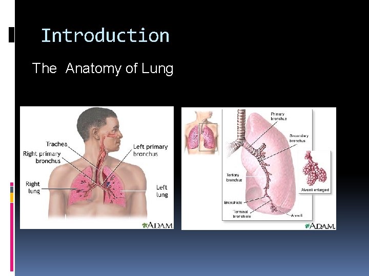 Introduction The Anatomy of Lung 