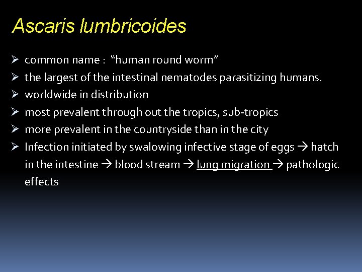 Ascaris lumbricoides Ø Ø Ø common name : “human round worm” the largest of