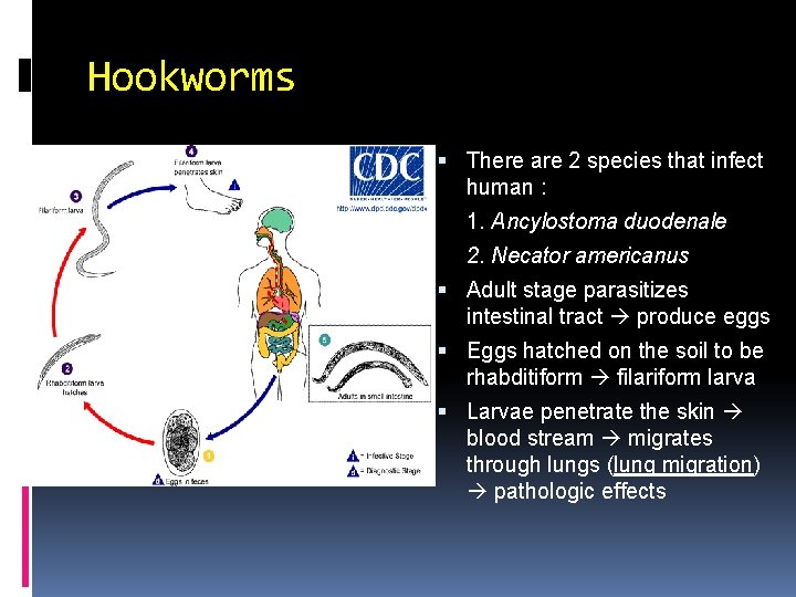 Hookworms There are 2 species that infect human : 1. Ancylostoma duodenale 2. Necator