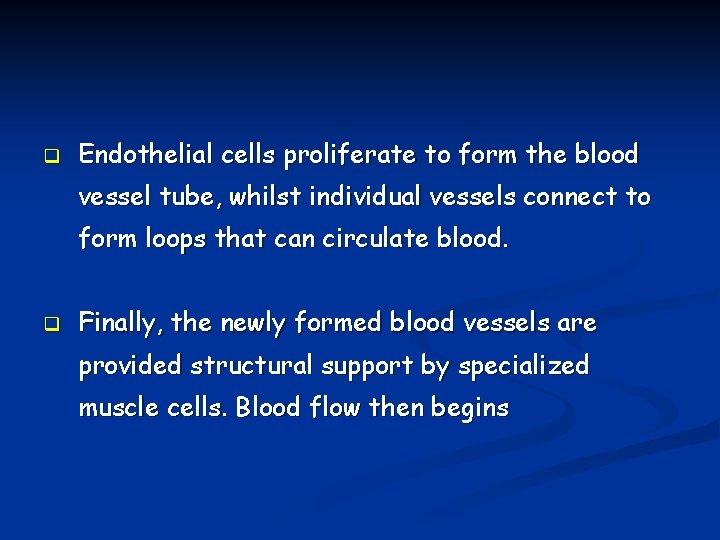 q Endothelial cells proliferate to form the blood vessel tube, whilst individual vessels connect