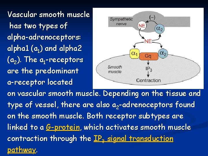 Vascular smooth muscle has two types of alpha-adrenoceptors: alpha 1 (a 1) and alpha