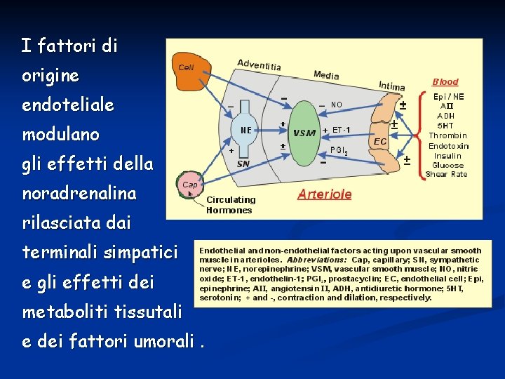 I fattori di origine endoteliale modulano gli effetti della noradrenalina rilasciata dai terminali simpatici