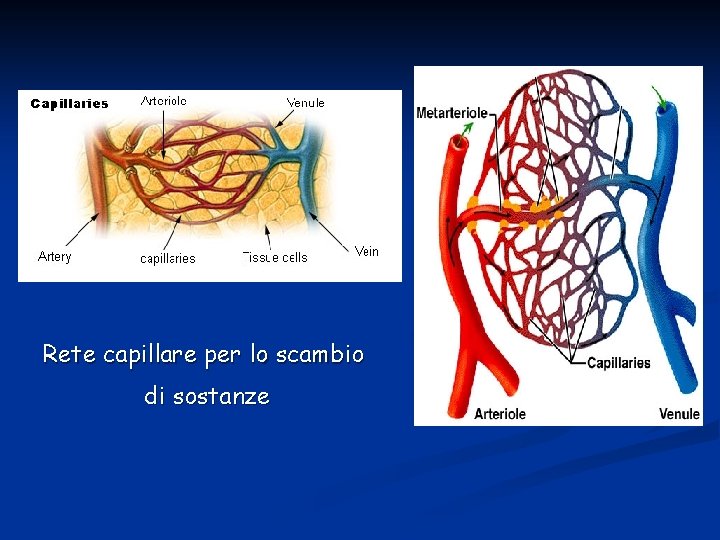 Rete capillare per lo scambio di sostanze 