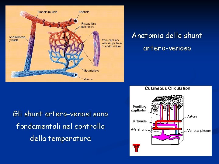 Anatomia dello shunt artero-venoso Gli shunt artero-venosi sono fondamentali nel controllo della temperatura 