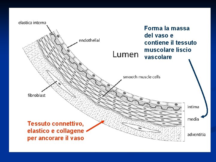 Forma la massa del vaso e contiene il tessuto muscolare liscio vascolare Tessuto connettivo,