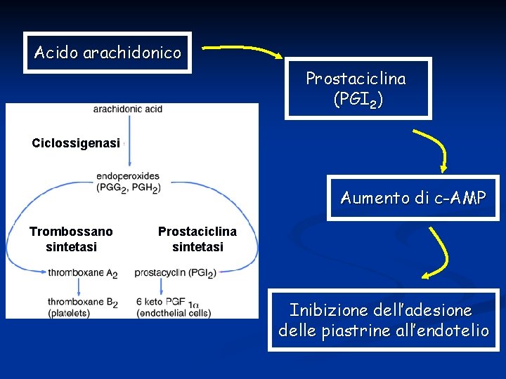 Acido arachidonico Prostaciclina (PGI 2) Ciclossigenasi Aumento di c-AMP Trombossano sintetasi Prostaciclina sintetasi Inibizione