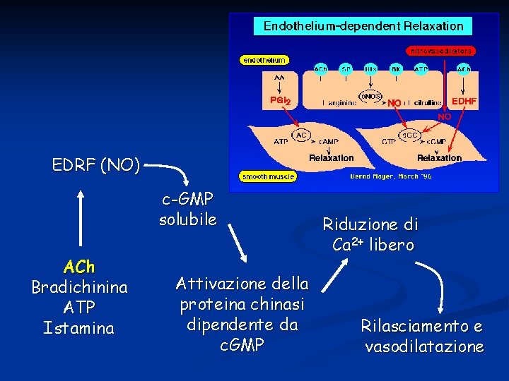 EDRF (NO) c-GMP solubile ACh Bradichinina ATP Istamina Attivazione della proteina chinasi dipendente da